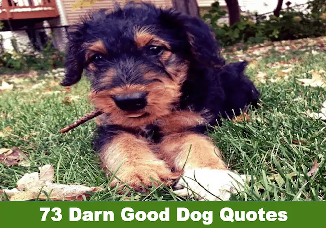 Good Dog Quotes.