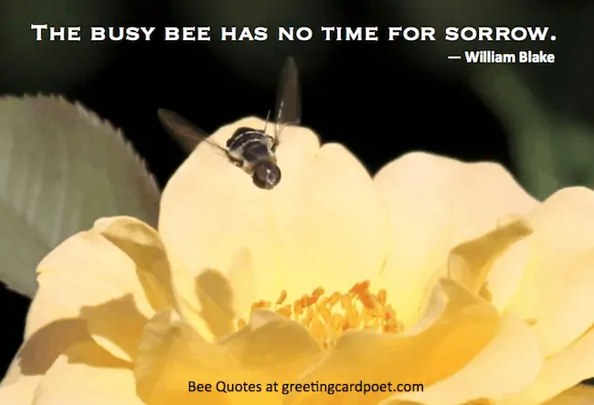 Bee quotes and sayings.