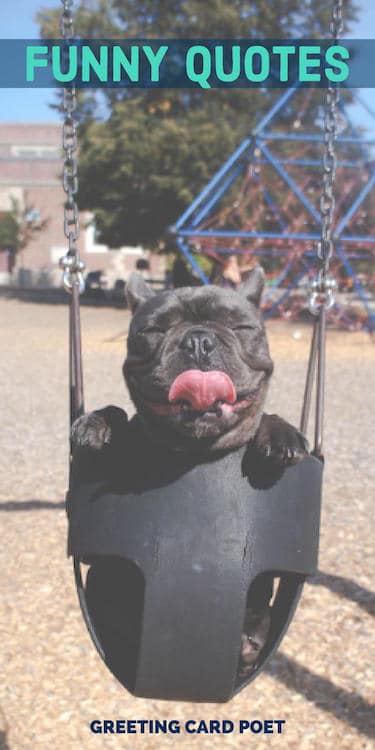 funny dog on swing image