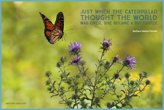 butterfly saying