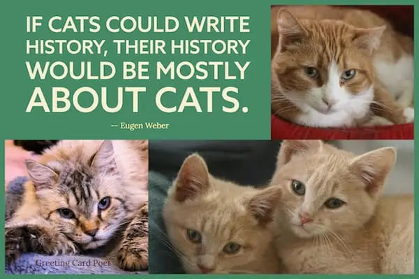 If cats could write history quote.