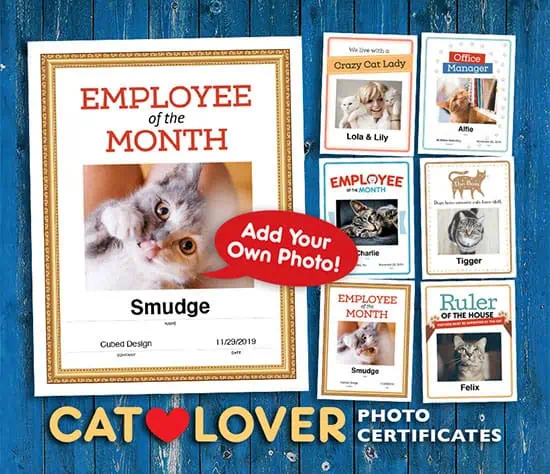 Cat Certificates templates image