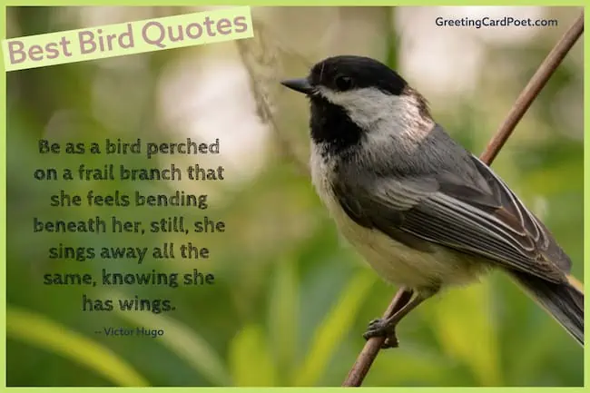 Good Bird quotes image