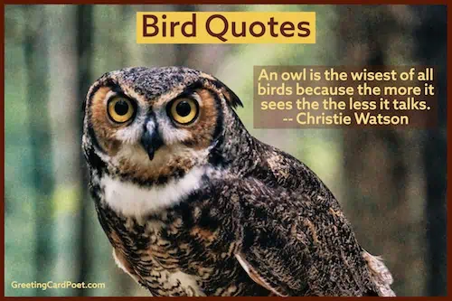 Owl quotations