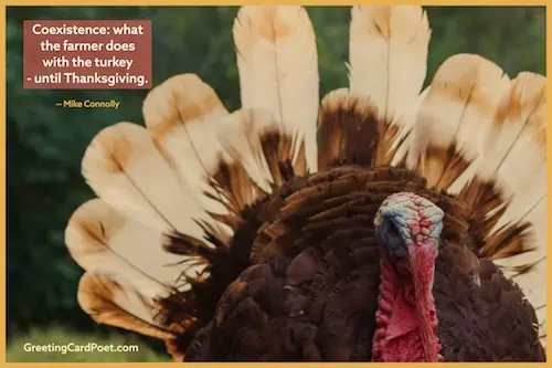 bird quotes - turkey image