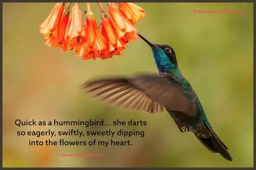 hummingbird quote image