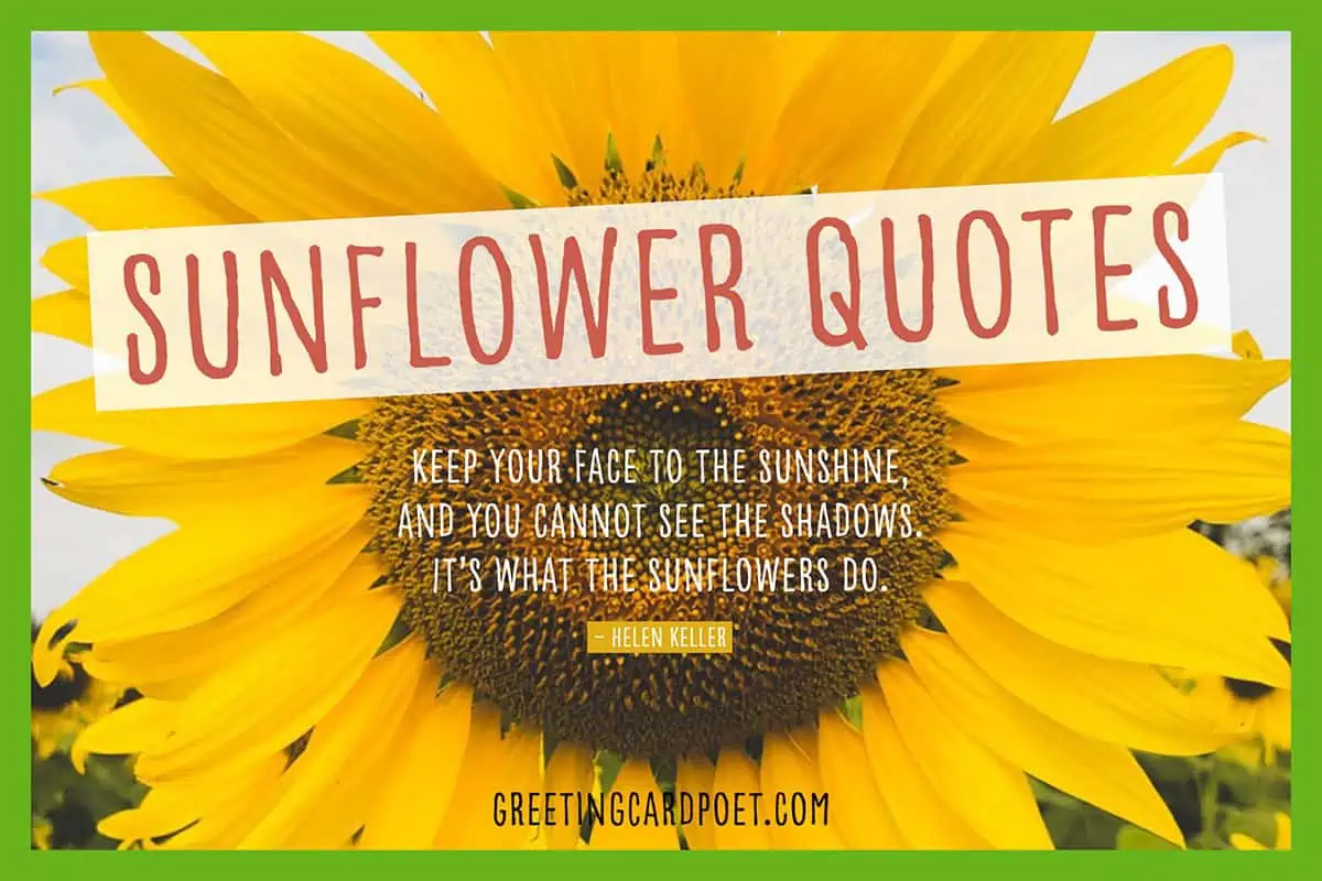 Sunflower Quotes, Sayings, Phrases