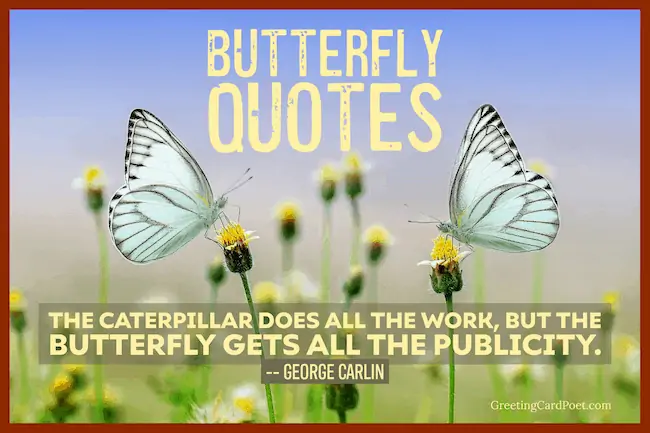 Butterfly quotes and Instagram captions.