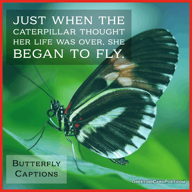 Just when the butterfly thought her life was over - butterfly captions and quotes
