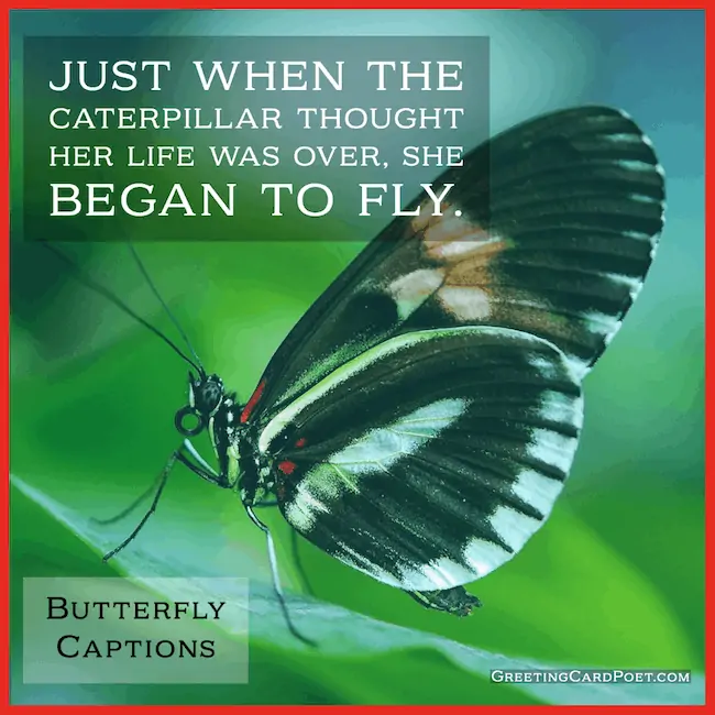 Just when the butterfly thought her life was over - butterfly captions and quotes.