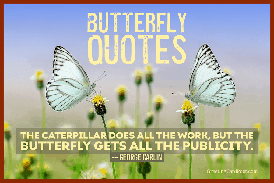 157 Butterfly Quotes and Instagram Captions to Enchant You