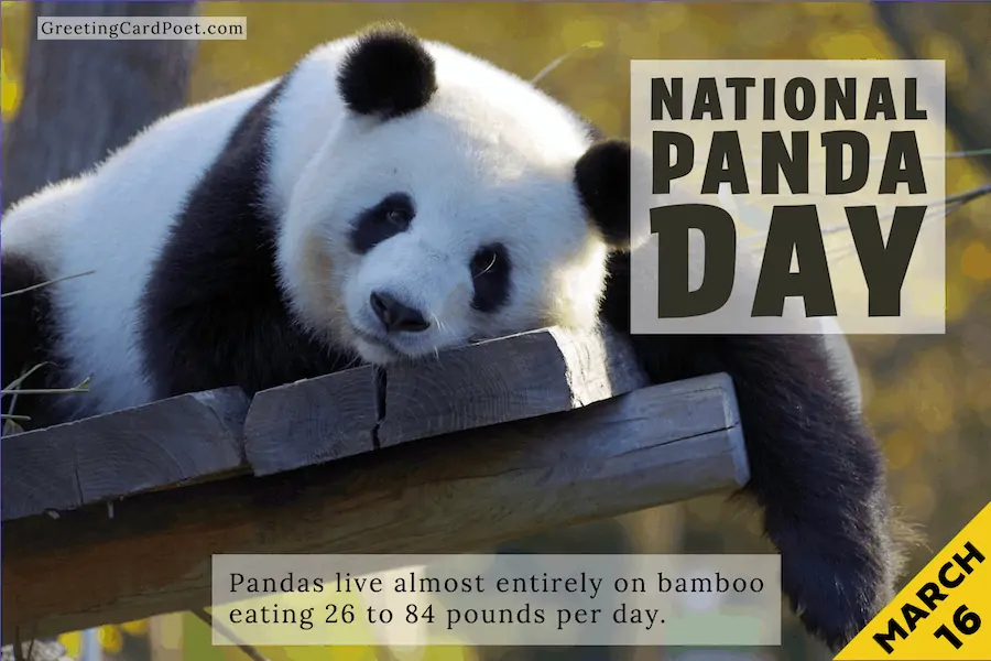 National Panda Day - March 16.