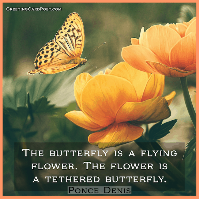 The butterfly is a flying flower - quote.
