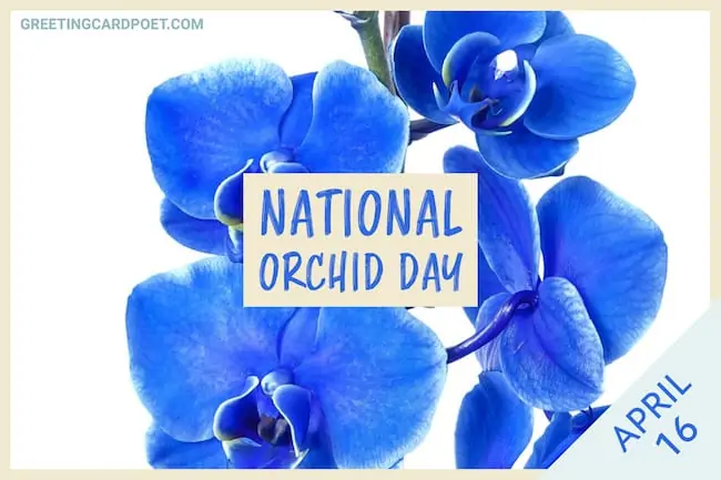 National Orchid Day.