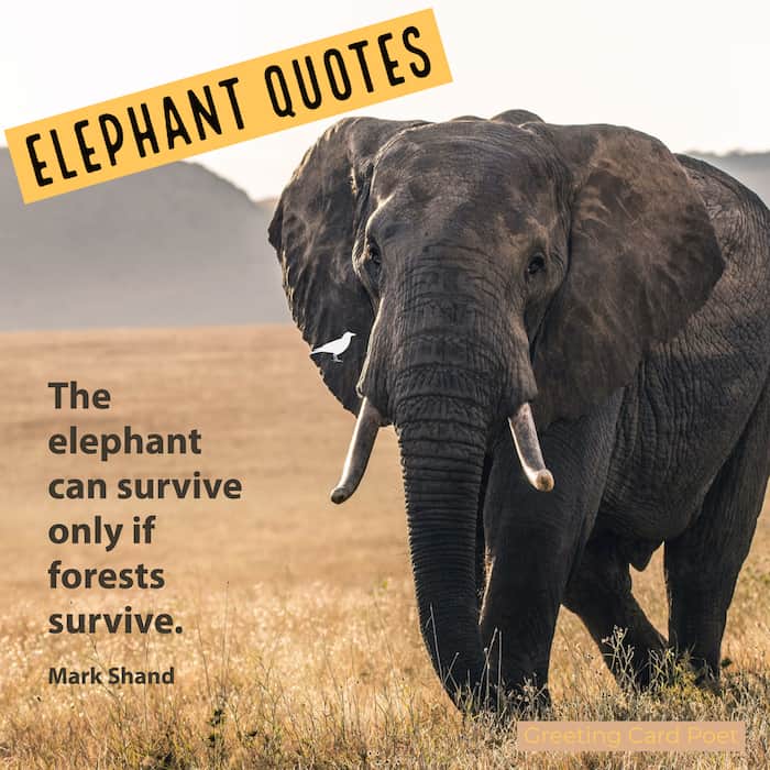 Elephant Quotes.