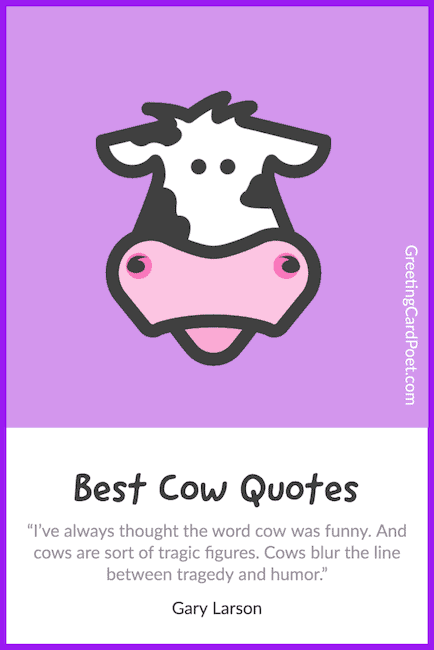 funny cow quotes