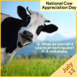 National Cow Appreciation Day