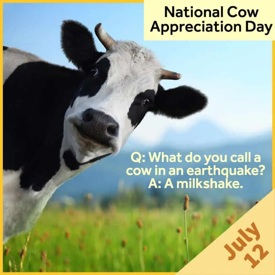 Cow Appreciation Day: Captions, Quotes, Jokes