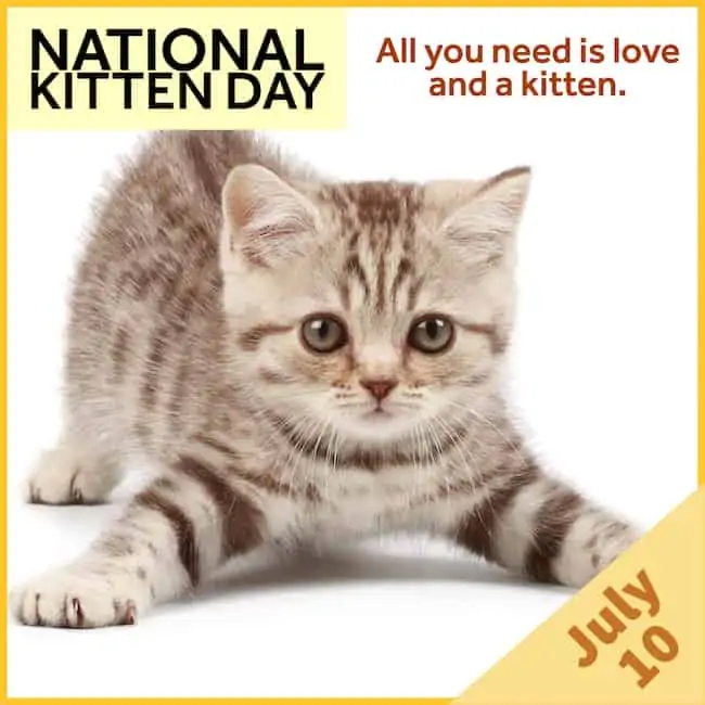 National Kitten Day captions and quotes.