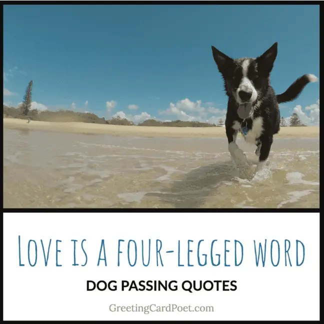 Good loss of a dog quotes.