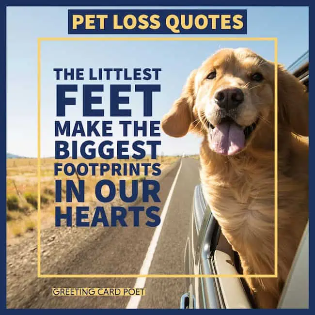 Pet Loss Quote.
