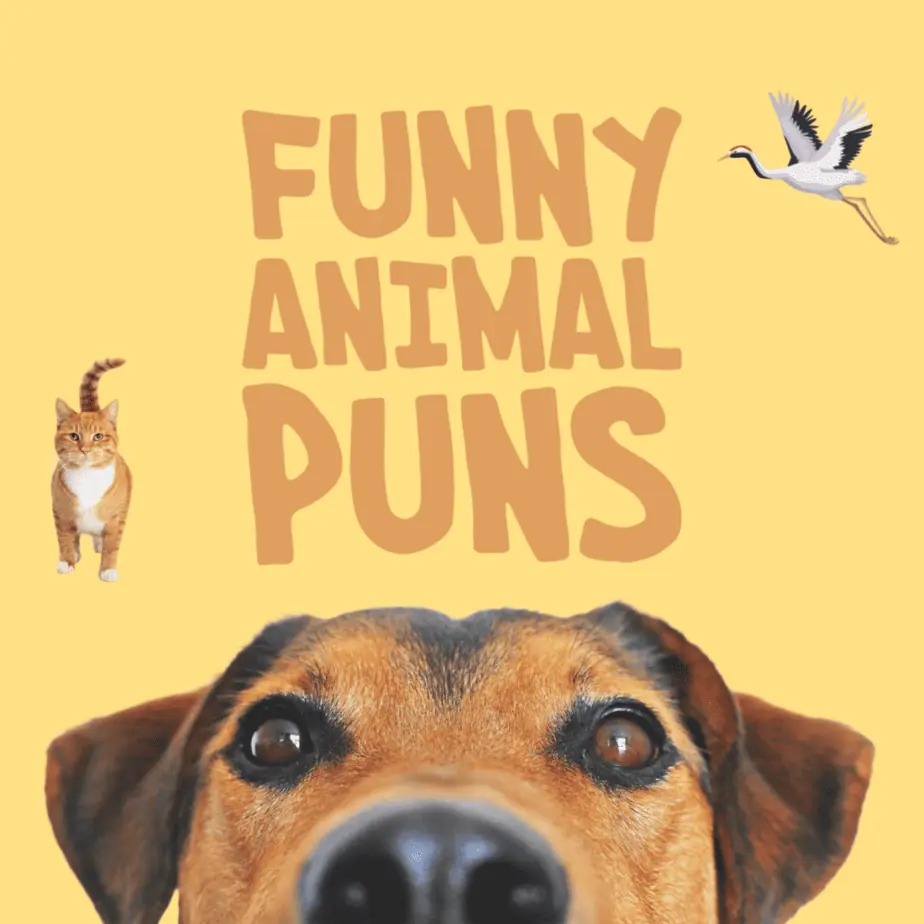 Juegos de palabras de animales divertidos.