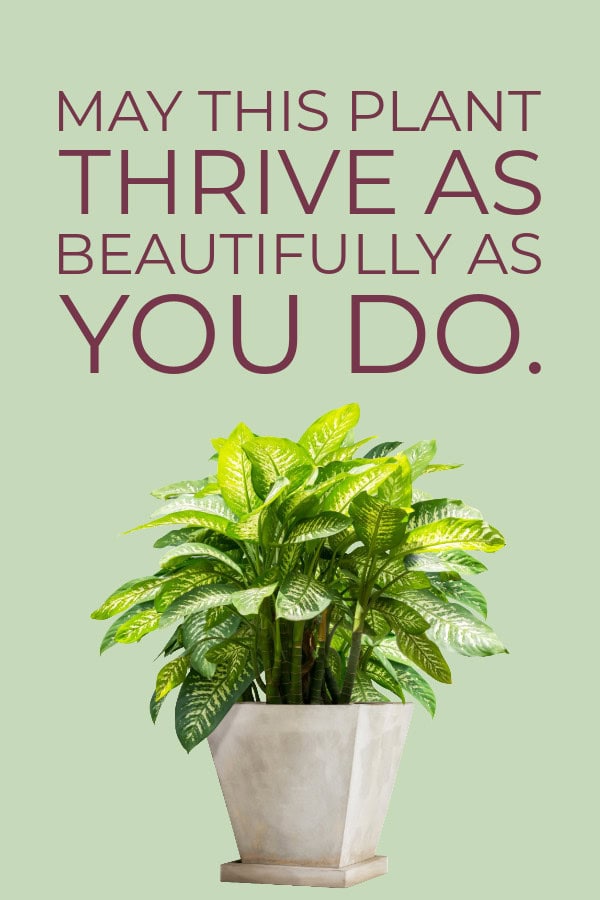 May this plant thrive - thoughtful plant gift messages.